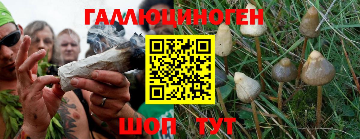 Псилоцибиновые грибы Magic Shrooms  Галлюциногенные грибы Psilocybine cubensis  Вход с VPN  Нурлат 
